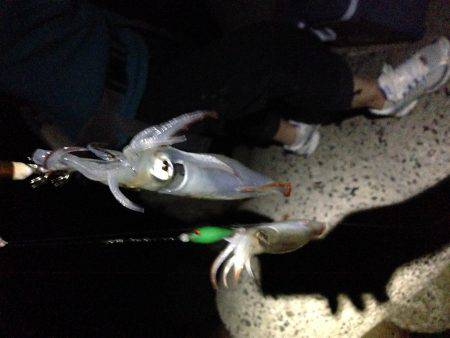 夕マヅメケンサキリベンジ